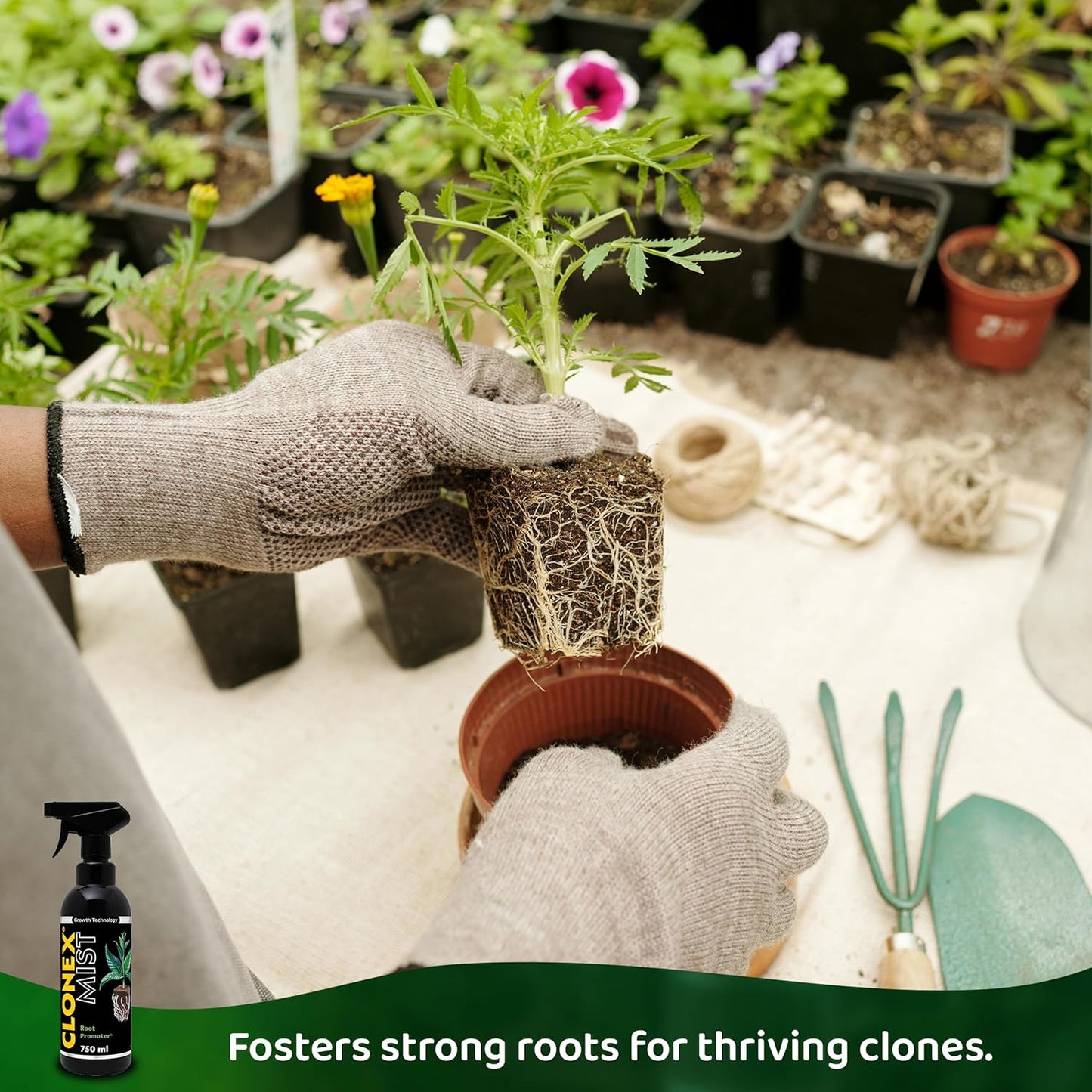 Clonex Clone Solution – Propagation Nutrient for Seedlings & Cuttings (1 Quart / 1 Gallon)